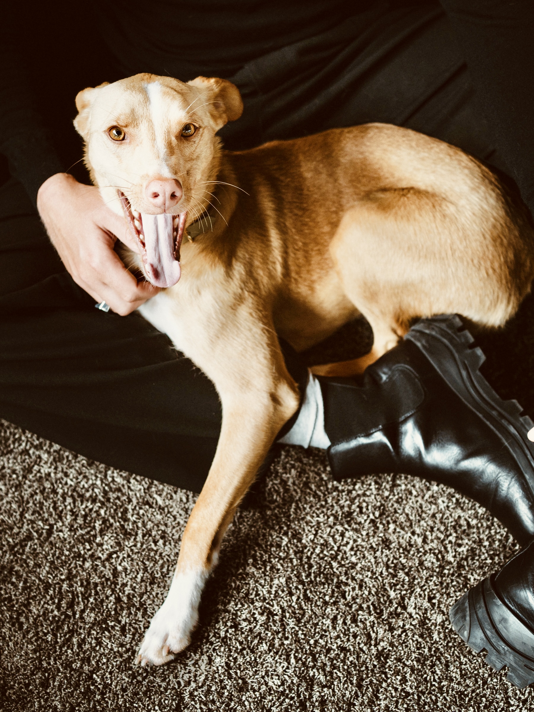 Mago, Feel-Good Manager der LOBO HOME GmbH - Detailseite